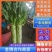 红尖叶莴笋，产地直发，保质保量，量大从优，欢迎客商来咨询