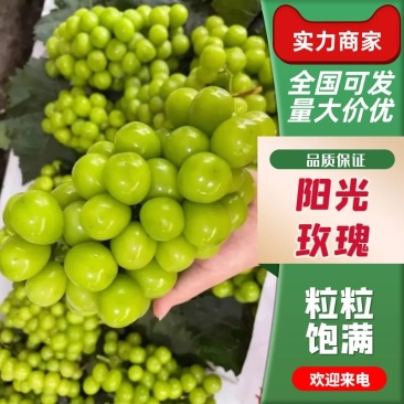 阳光玫瑰，汁水甜，品相美，口感好，价格低，全国批发，欢迎联系