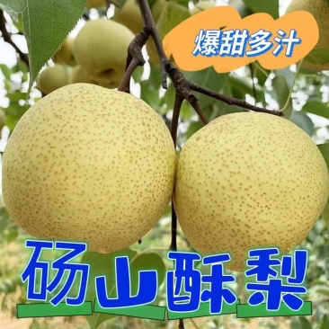 砀山酥梨，全国发货，现货现摘，批发价，会员稳定，可议价
