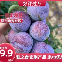 【产地直发】四川精品五月脆李子大量供应中货源充足口感好