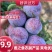 【产地直发】四川精品五月脆李子大量供应中货源充足口感好