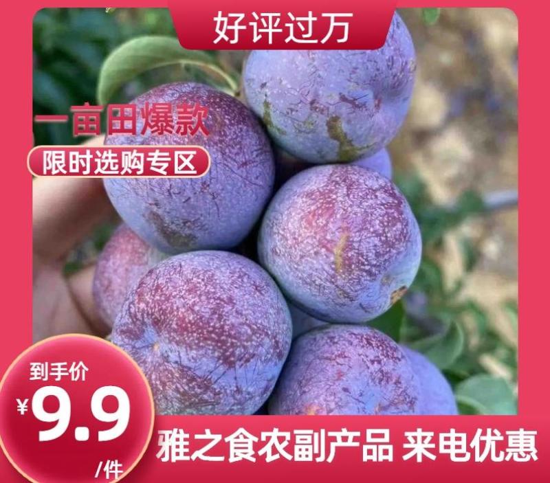 【产地直发】四川精品五月脆李子大量供应中货源充足口感好