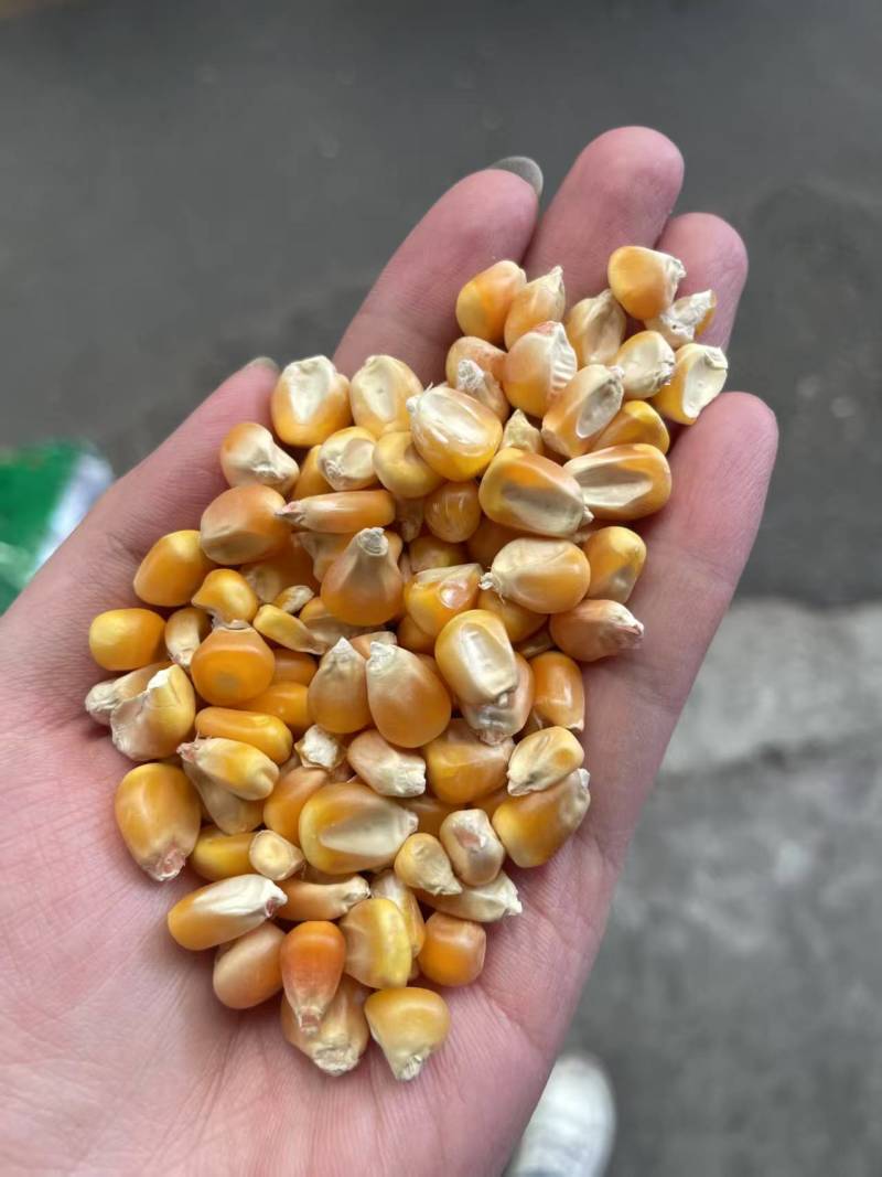东北大颗粒玉米品质好淀粉含量高适合酿酒