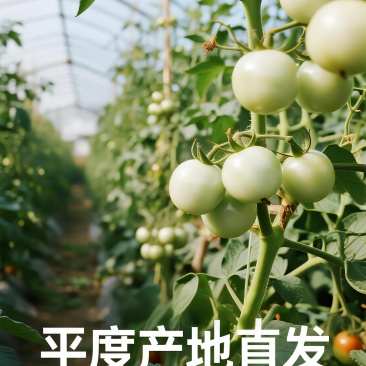 山东直采・爆汁小番茄（产地直供）