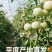 山东直采・爆汁小番茄（产地直供）