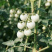 山东直采・爆汁小番茄（产地直供）