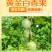 正宗黄金百香果钦秘9号
