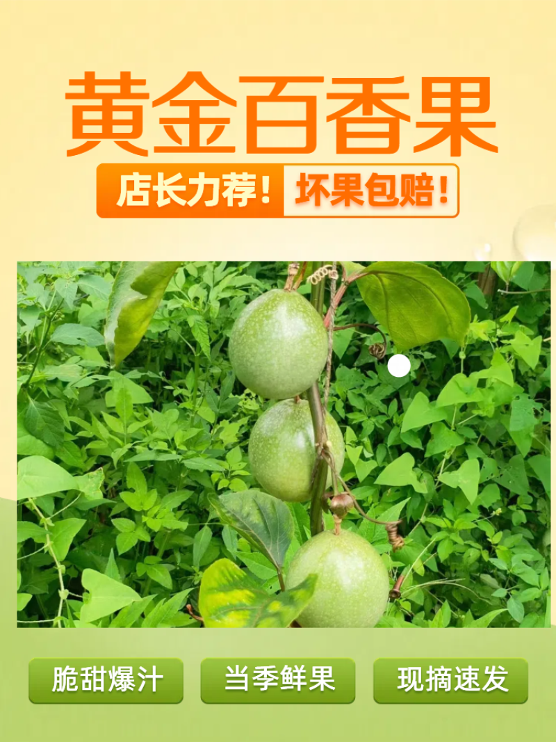 正宗黄金百香果钦秘9号