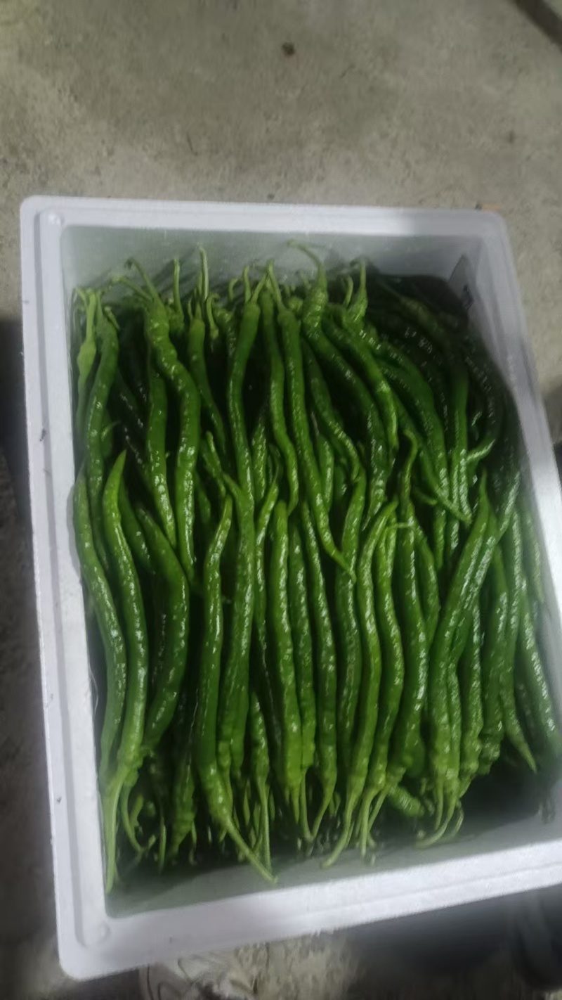 《芜湖椒》芜湖辣椒大量供货，产地直发，欢迎来电话咨询