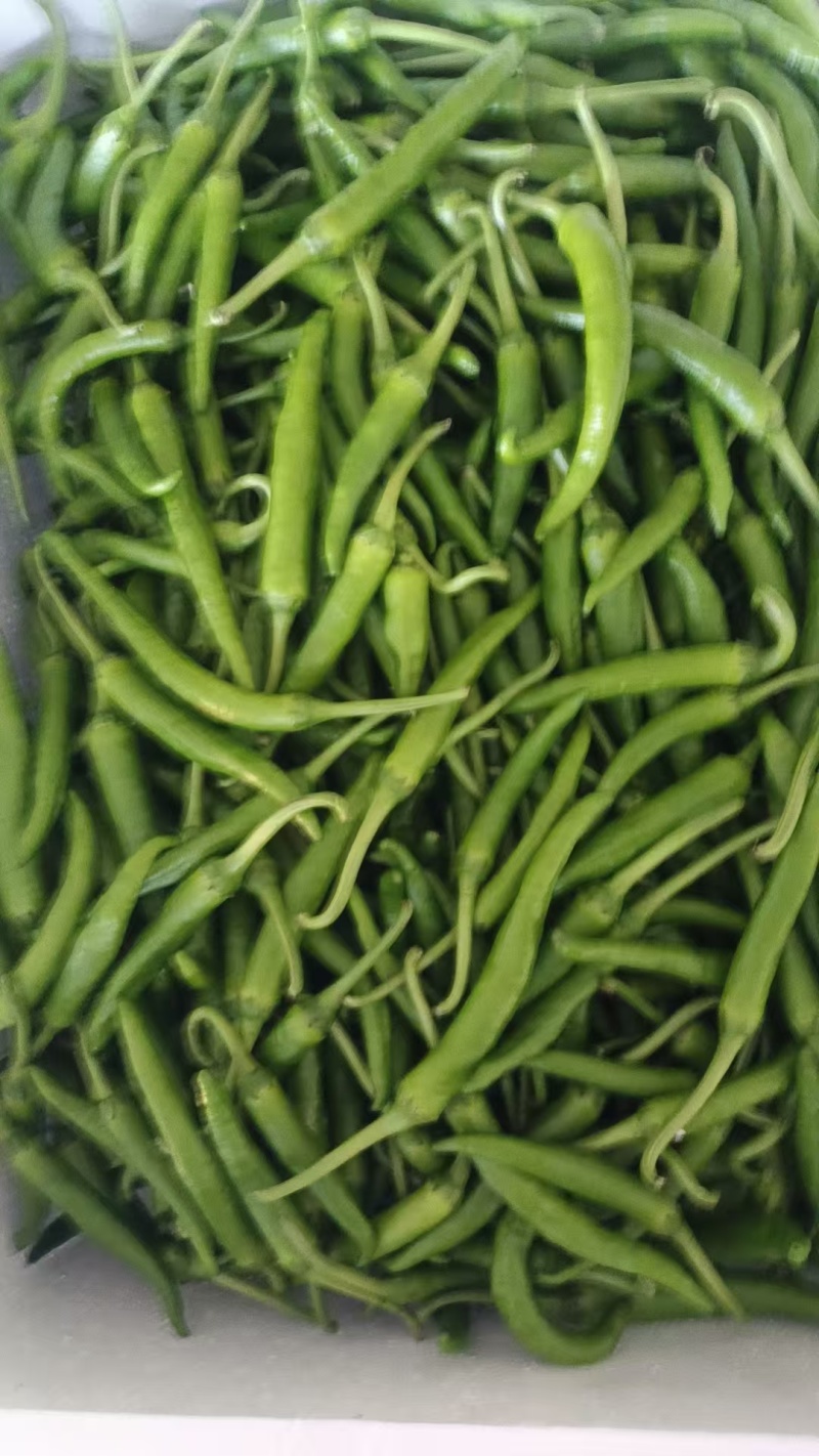 《芜湖椒》芜湖辣椒大量供货，产地直发，欢迎来电话咨询