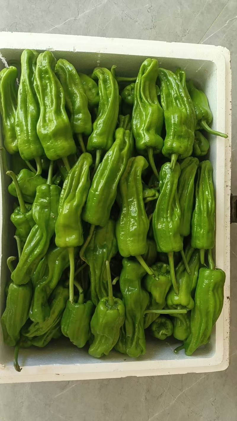 《芜湖椒》芜湖辣椒大量供货，产地直发，欢迎来电话咨询
