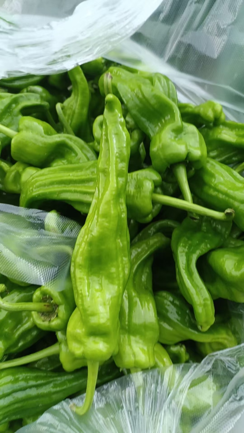 《芜湖椒》芜湖辣椒大量供货，产地直发，欢迎来电话咨询