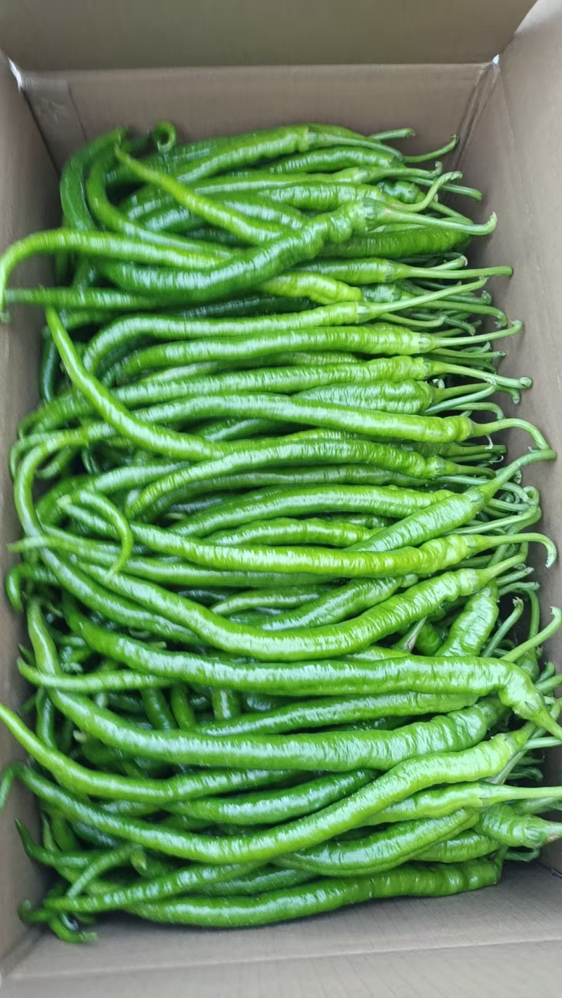 《芜湖椒》芜湖辣椒大量供货，产地直发，欢迎来电话咨询