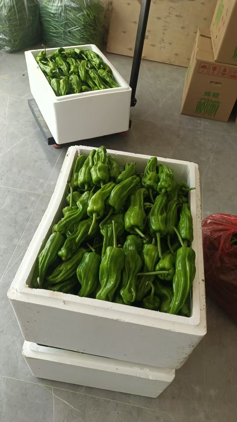 《芜湖椒》芜湖辣椒大量供货，产地直发，欢迎来电话咨询