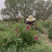 玫瑰花茶【玫瑰种植园】发往全国市场诚信经营，客户至上！