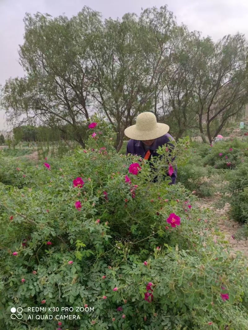 玫瑰花茶【玫瑰种植园】发往全国市场诚信经营，客户至上！