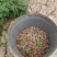 玫瑰花茶【玫瑰种植园】发往全国市场诚信经营，客户至上！