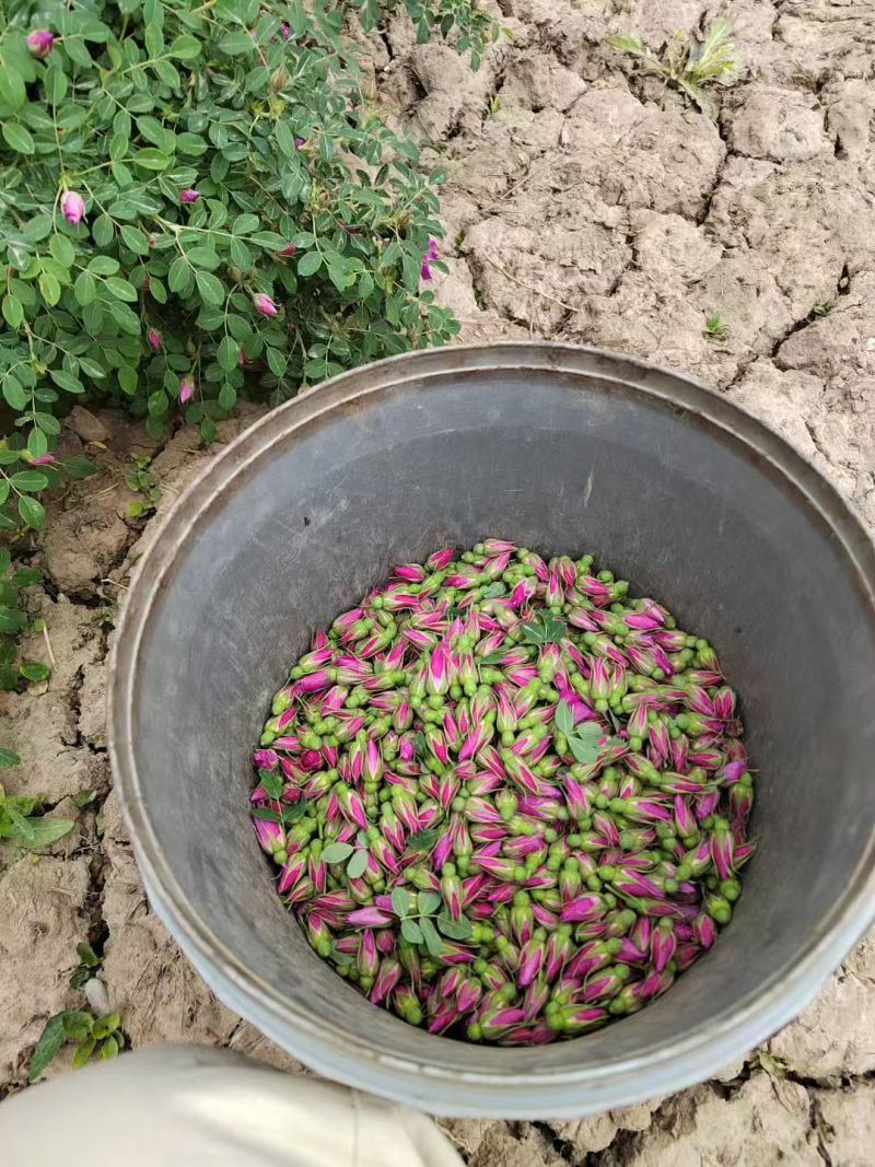 玫瑰花茶【玫瑰种植园】发往全国市场诚信经营，客户至上！