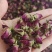 玫瑰花茶【玫瑰种植园】发往全国市场诚信经营，客户至上！