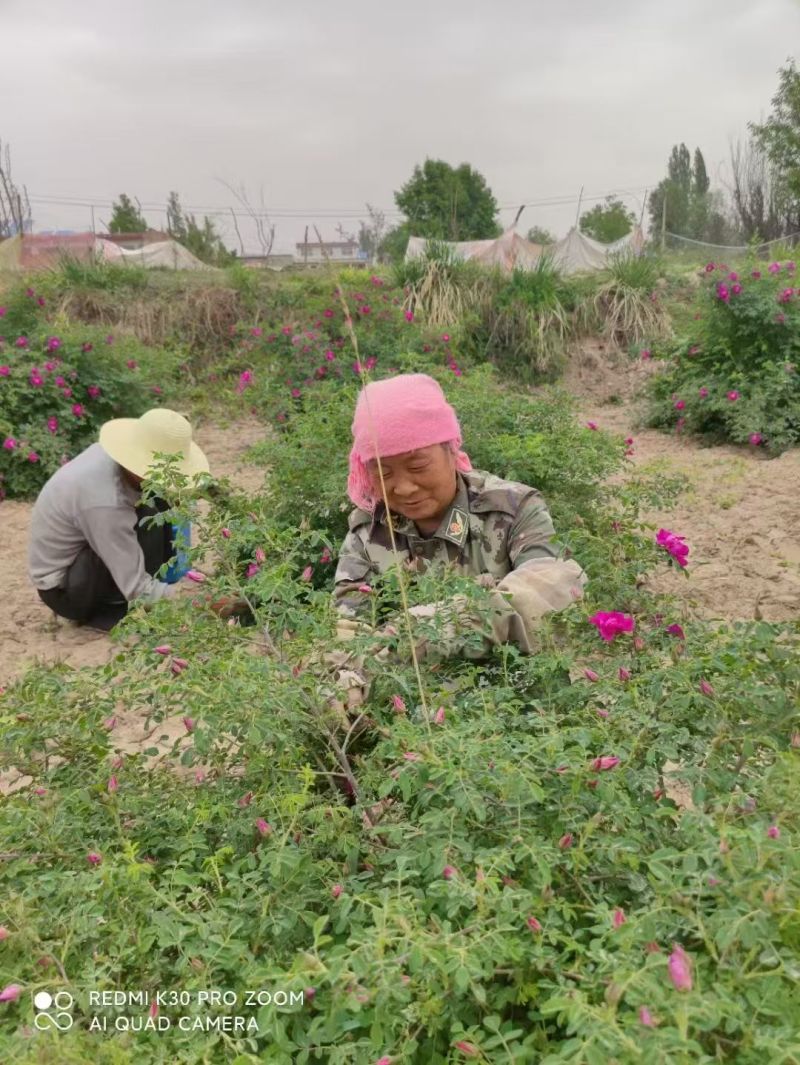 玫瑰花茶【玫瑰种植园】发往全国市场诚信经营，客户至上！