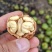 雅安青皮核桃（支持一件代发）
