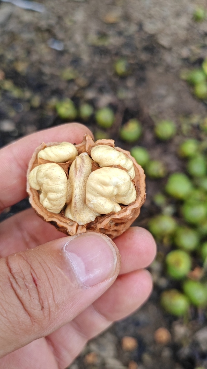 雅安青皮核桃（支持一件代发）