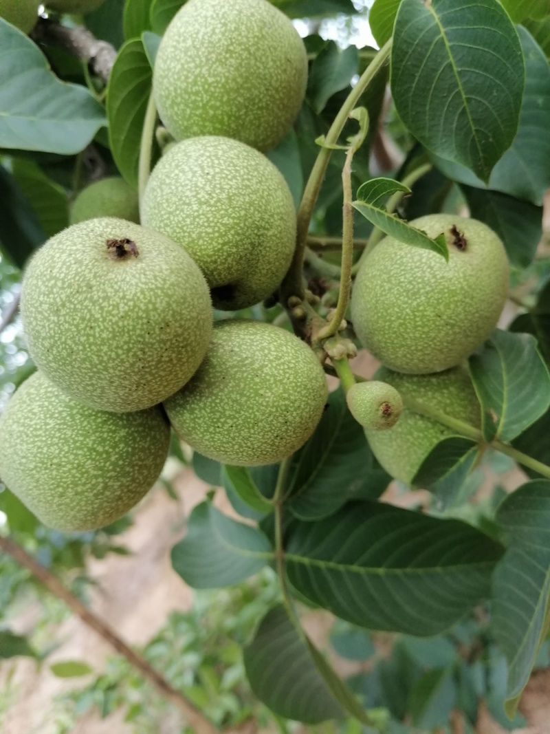 雅安青皮核桃（支持一件代发）