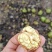 雅安青皮核桃（支持一件代发）