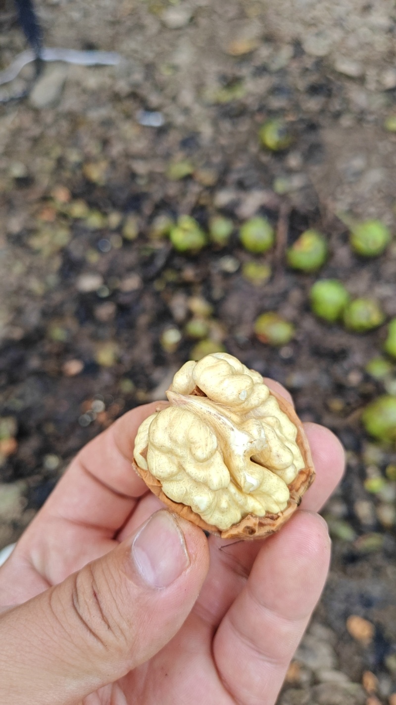 雅安青皮核桃（支持一件代发）