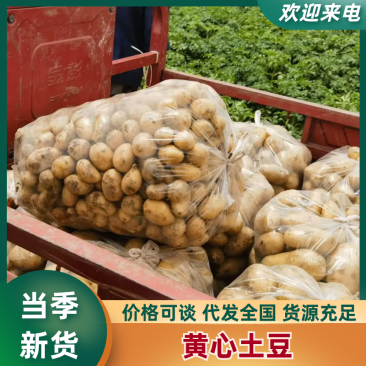 辽宁土豆沃土5号产地直发货源充足欢迎来电咨询