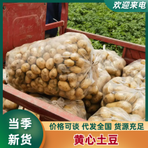 辽宁土豆沃土5号土豆黄心土豆产地一手货源