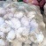 精品实力蒜种青棵高产抗病蒜种规格齐全量大价优电联