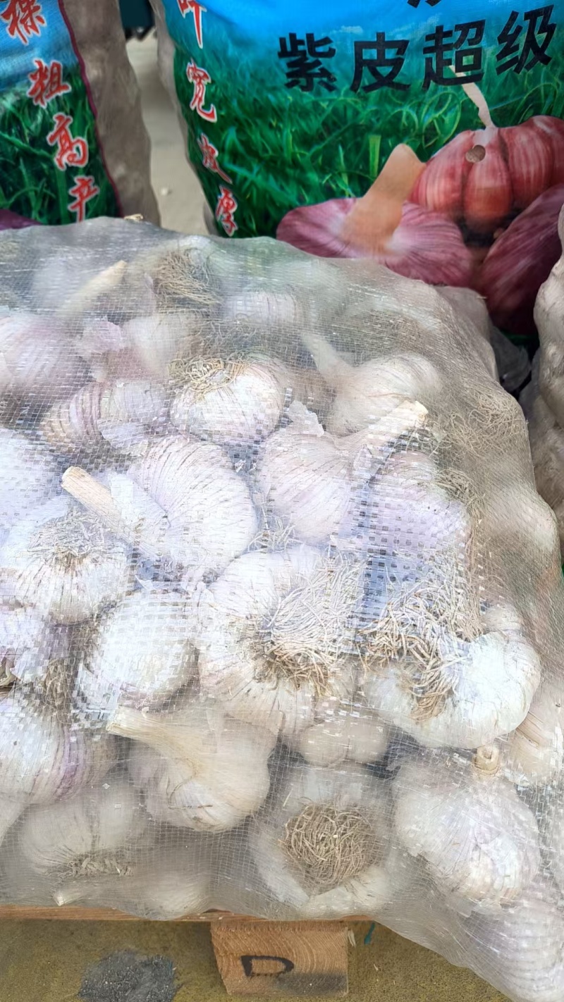 精品实力蒜种青棵高产抗病蒜种规格齐全量大价优电联