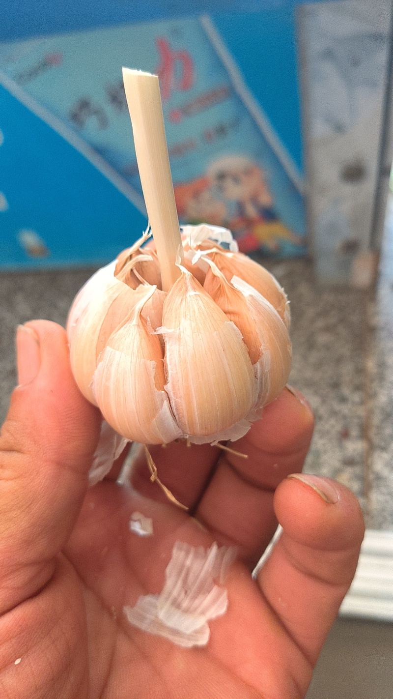 精品实力蒜种青棵高产抗病蒜种规格齐全量大价优电联