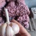精品实力蒜种青棵高产抗病蒜种规格齐全量大价优电联