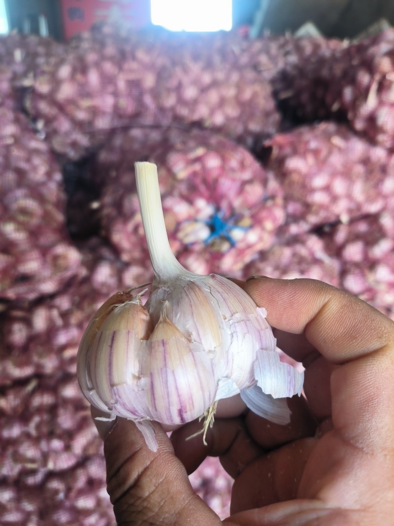 精品实力蒜种青棵高产抗病蒜种规格齐全量大价优电联