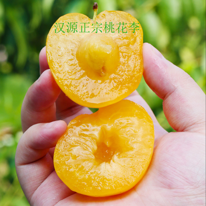 汉源桃花李（产地一件代发）