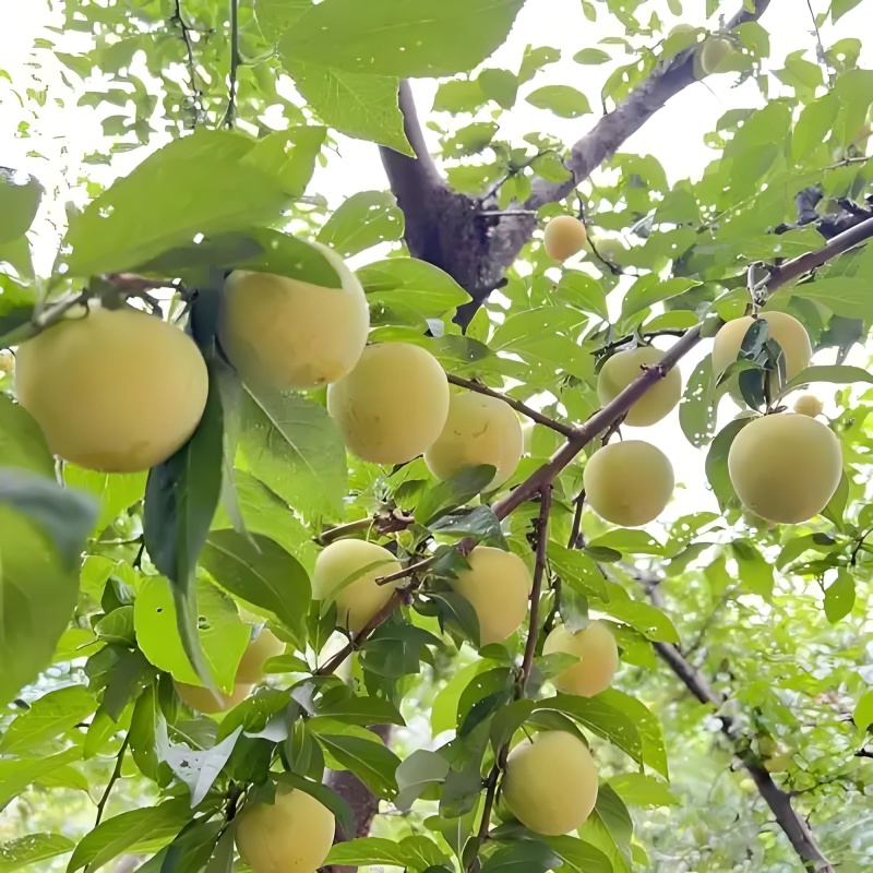 汉源桃花李（产地一件代发）