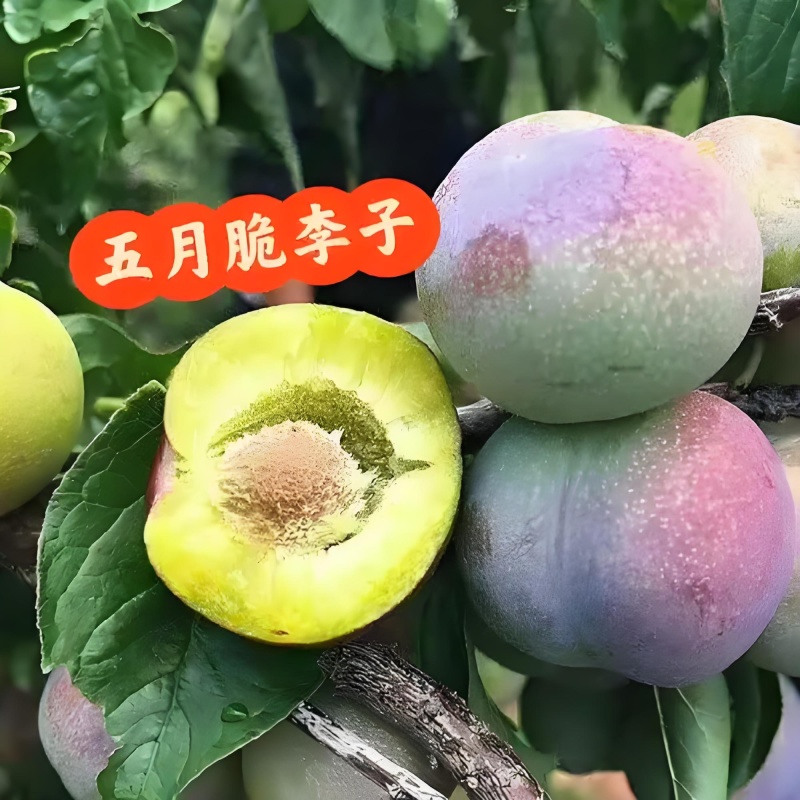 汉源五月脆李（支持产地一件代发）