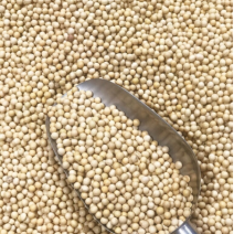 黄豆