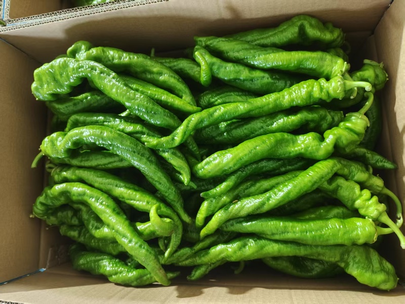 螺丝椒，尖椒，芜湖椒价格美丽诚信经营对接全国市场
