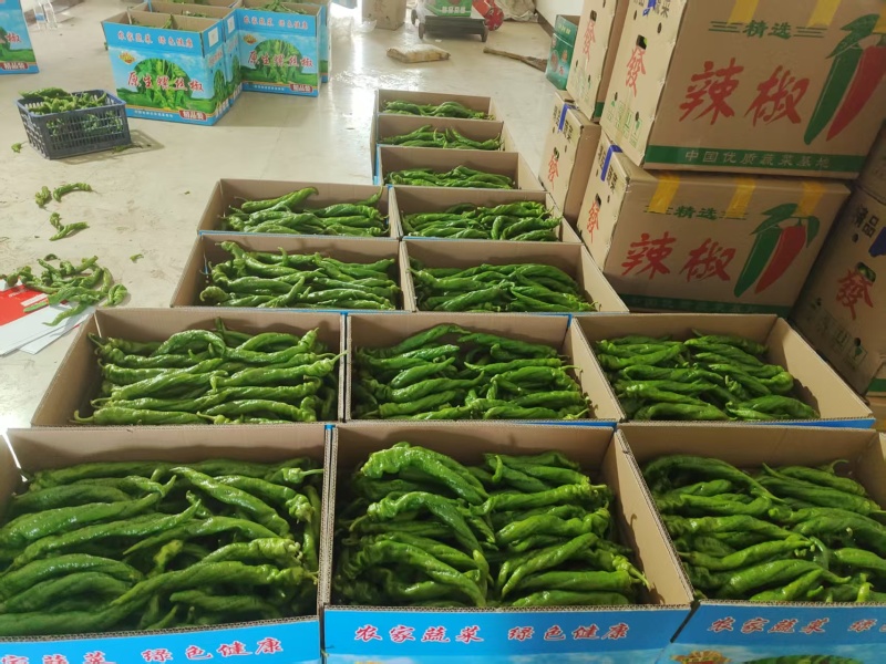 螺丝椒，尖椒，芜湖椒价格美丽诚信经营对接全国市场