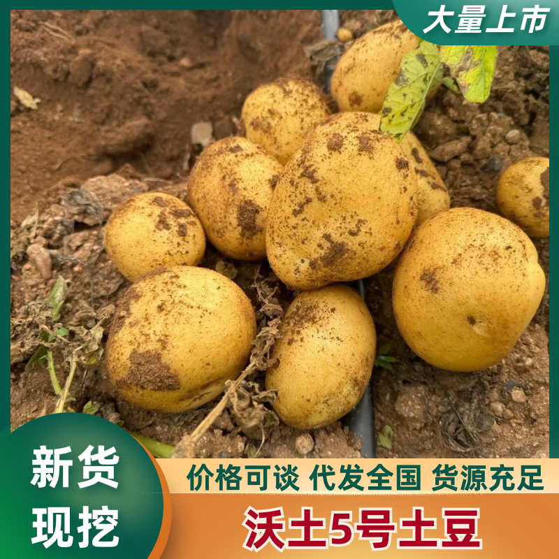 沃土5号黄皮黄心基地直供量大从优欢迎来电咨询