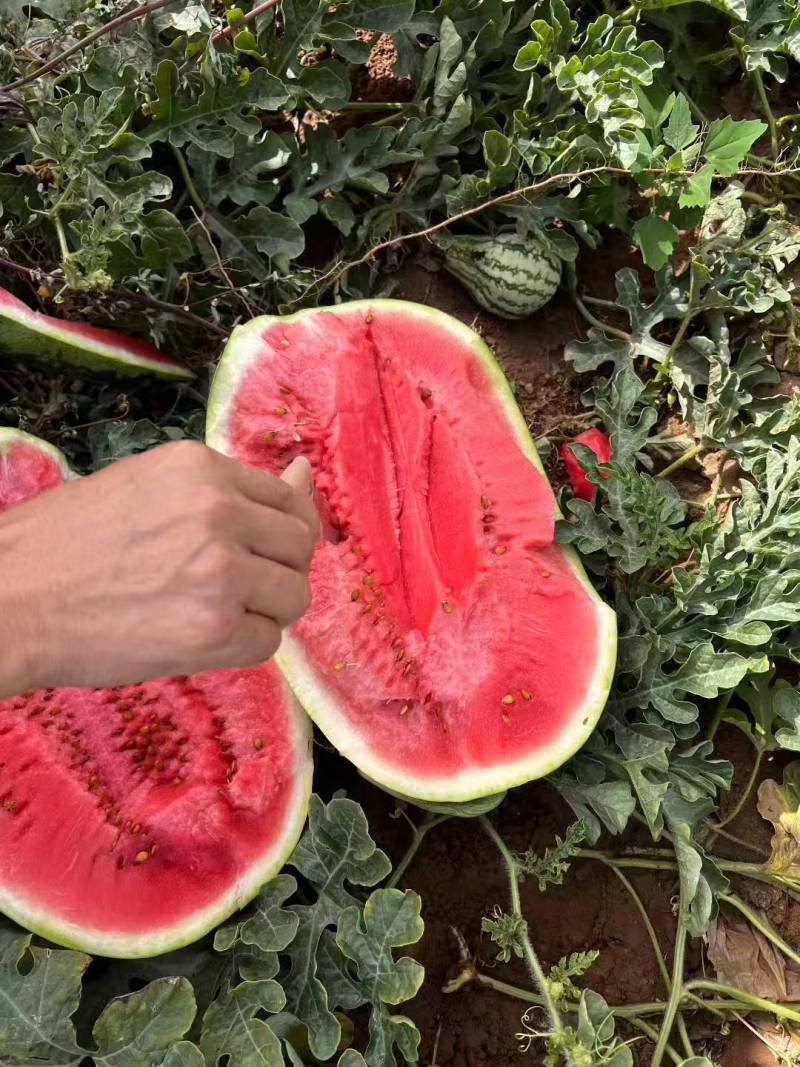 宁夏中卫石头瓜一级货皮薄肉厚口感杠杠滴
