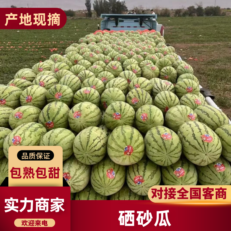 【优选】甘肃硒砂瓜甘肃西瓜产地一手货源坏瓜包赔