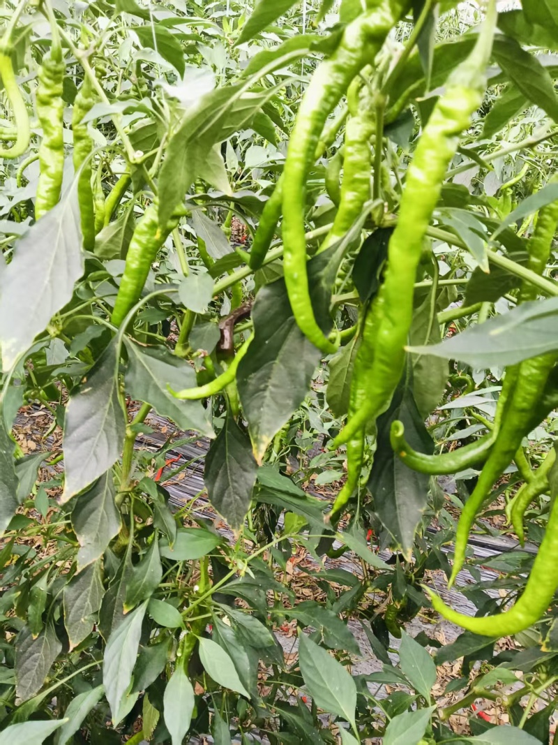 螺丝椒线椒江西产区直发保质保量供货价钱实惠