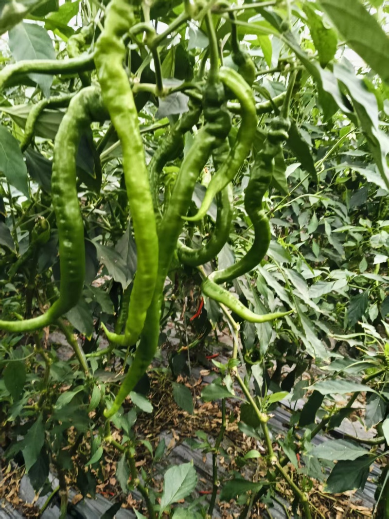 螺丝椒线椒江西产区直发保质保量供货价钱实惠