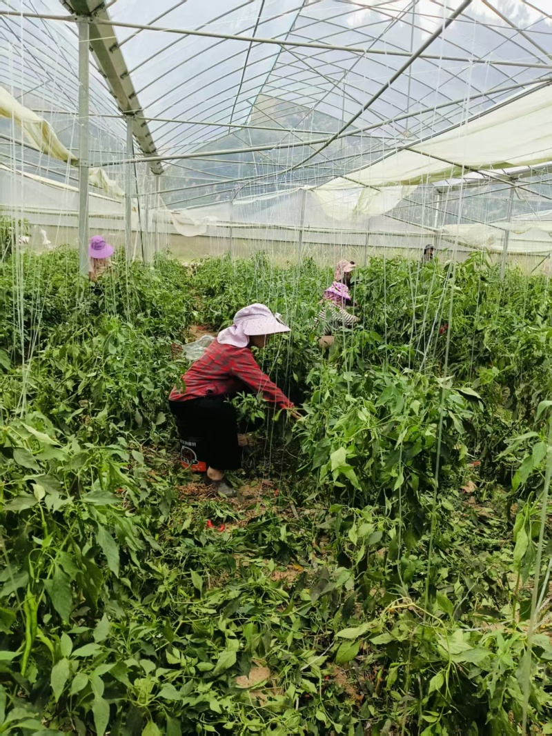 宁都螺线辣椒一手货源保质保量供货价钱实惠