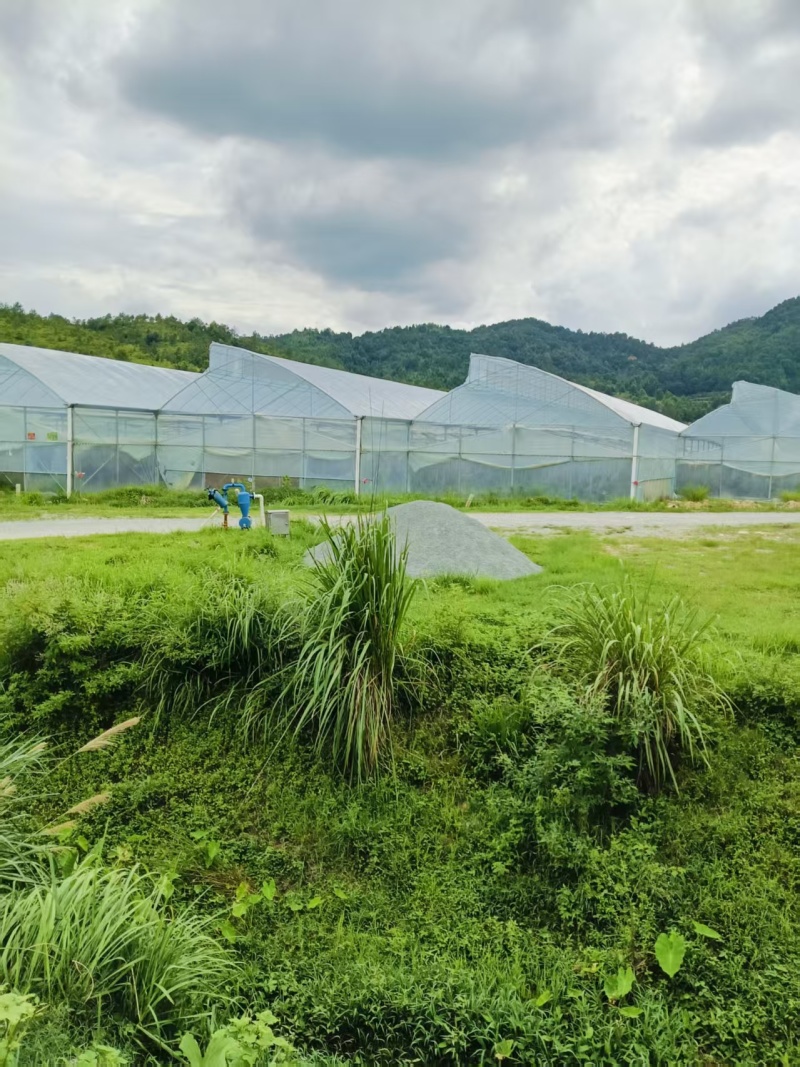 宁都螺线辣椒一手货源保质保量供货价钱实惠