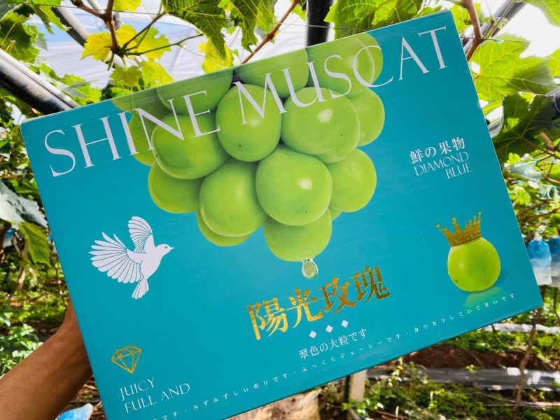 大理宾川阳光玫瑰【一级果10-12克】